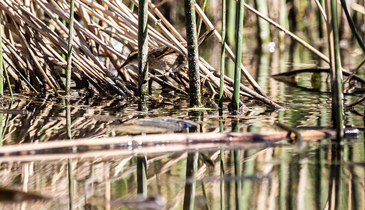 Foto Junquero