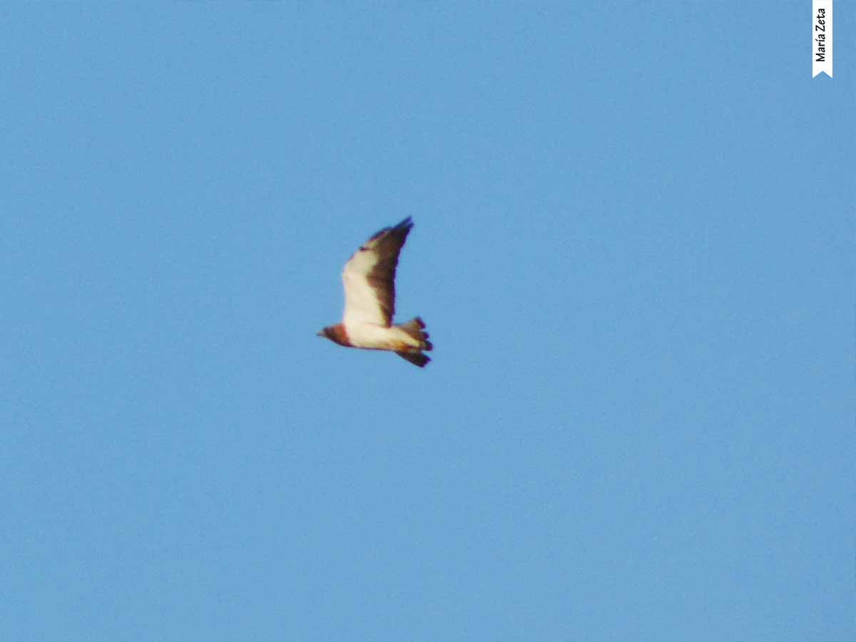 Photo Aguilucho Langostero