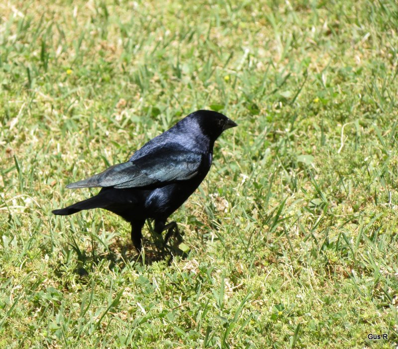 Foto Tordo Renegrido