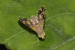  (Tephritidae sp.)