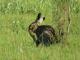 Lepus europaeus