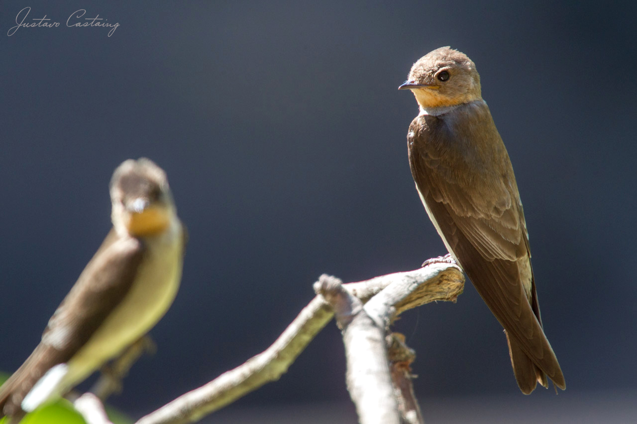 Foto Golondrina Ribereña