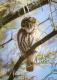 Glaucidium brasilianum