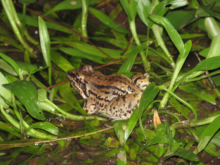 Foto Rana de Bigotes