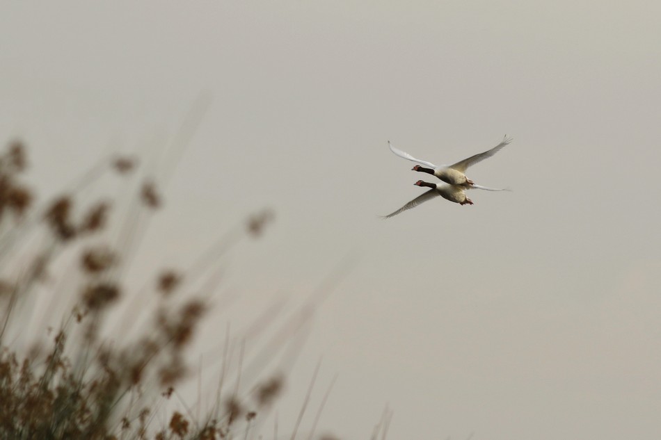 Foto Cisne Cuello Negro