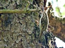 Agateador Norte�o (Certhia familiaris)