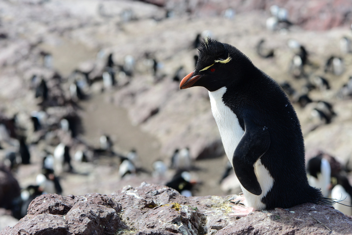Photo Pingüino Penacho Amarillo