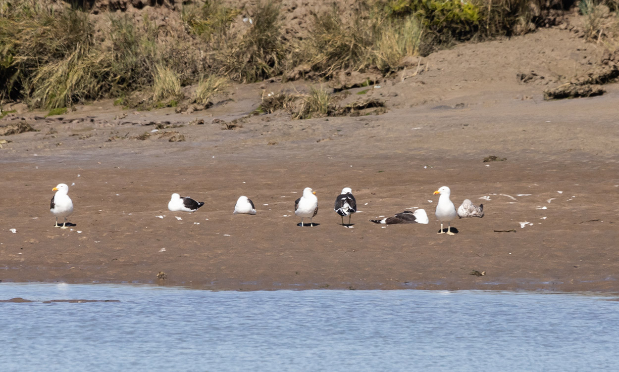 Foto Gaviota Cocinera