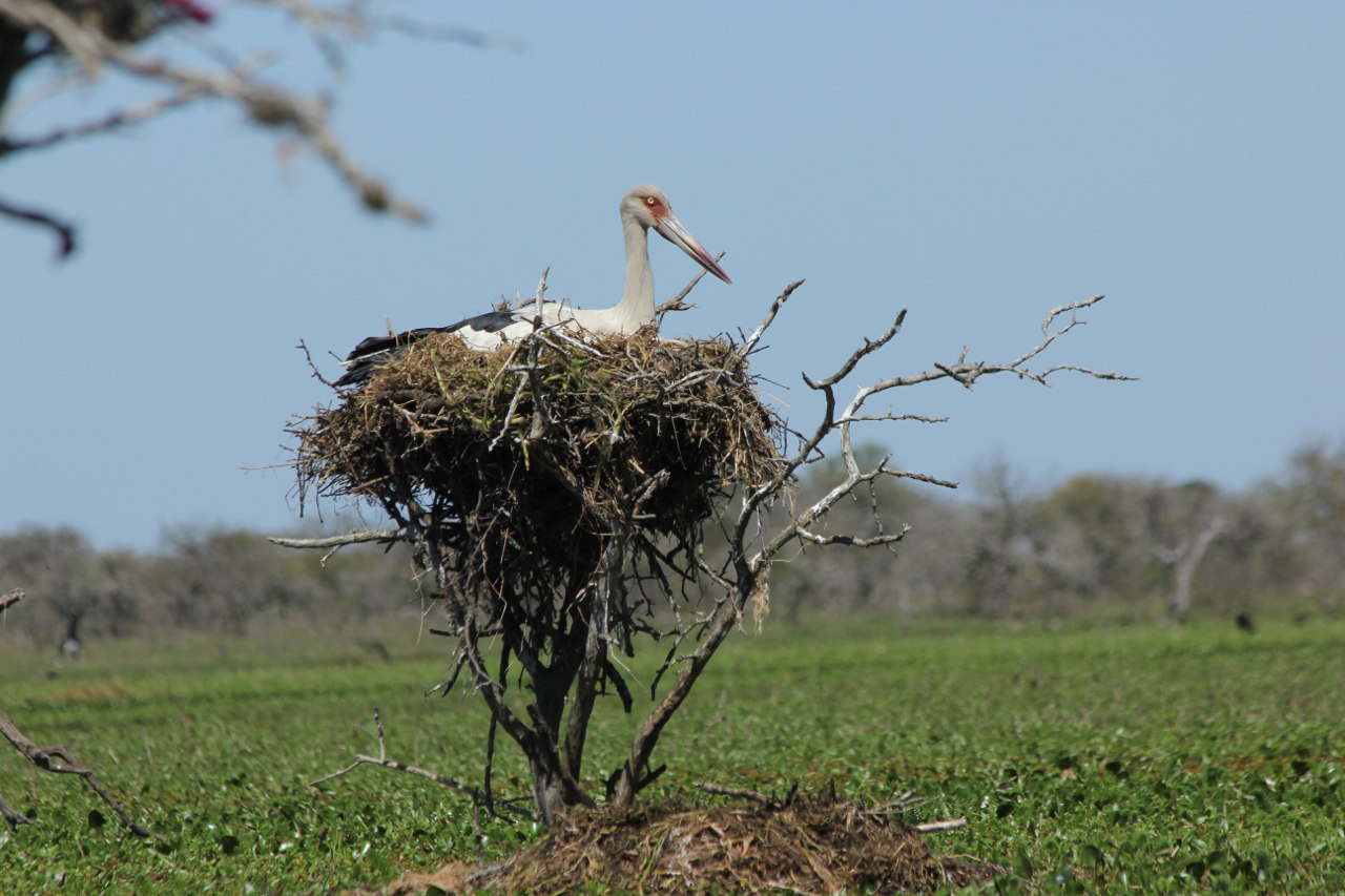 Foto Cigüeña Americana