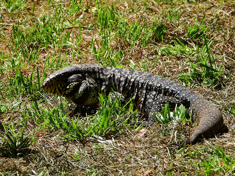 Foto Lagarto Overo
