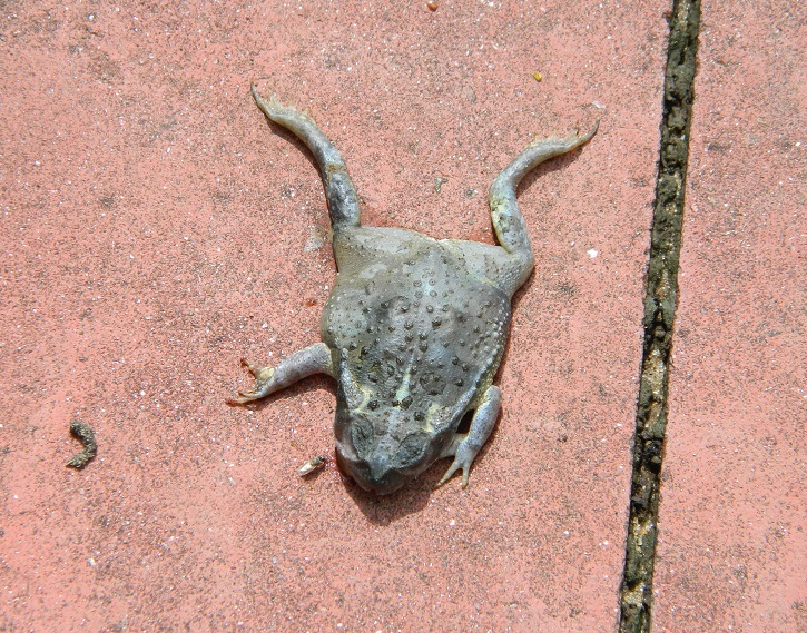 Photo Sapo Común