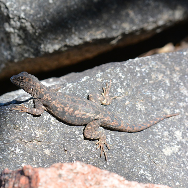 Photo Lagarto Trepador Chaqueño