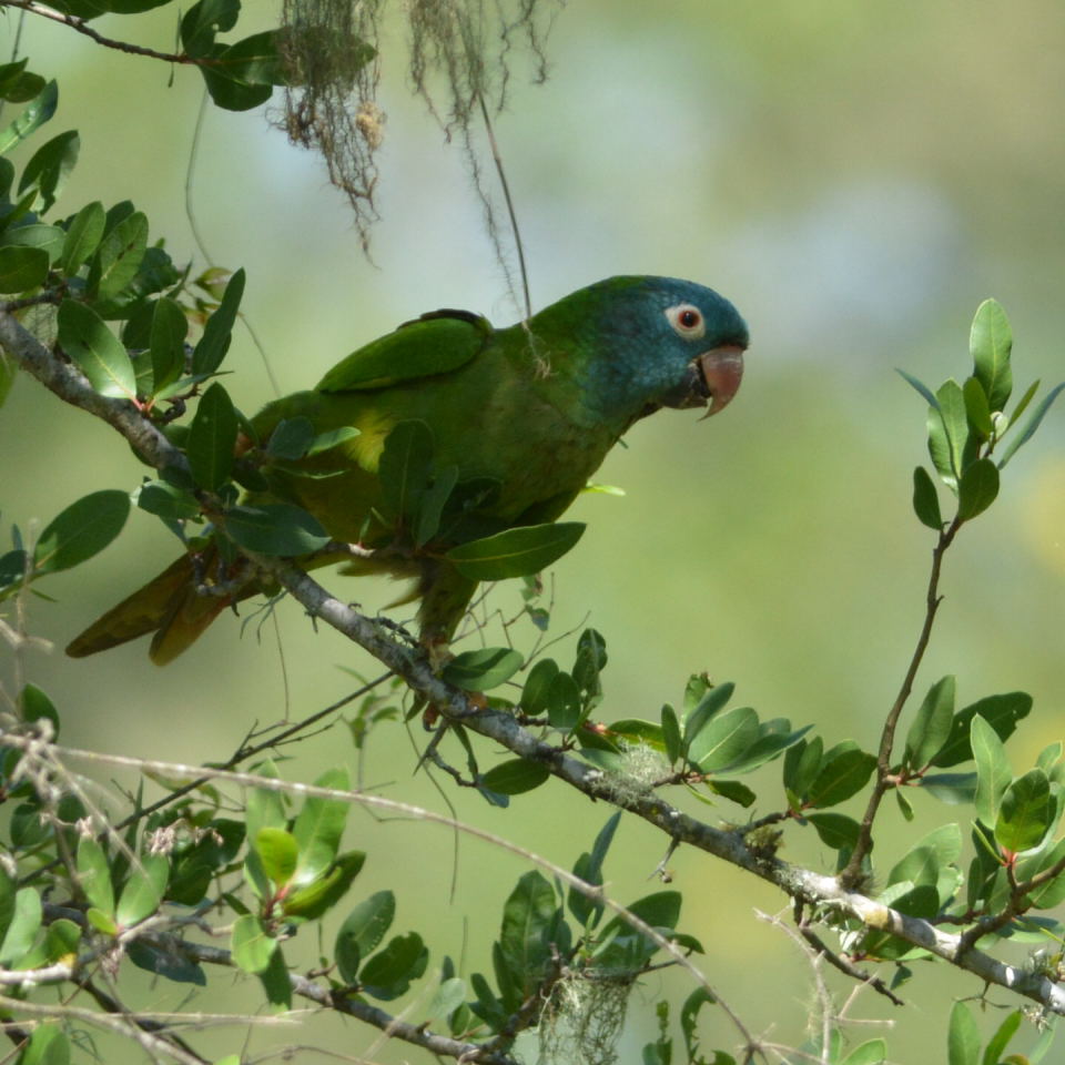 Photo Calancate Común