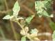 Polybia occidentalis