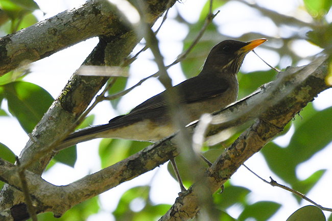 Photo Zorzal Chalchalero