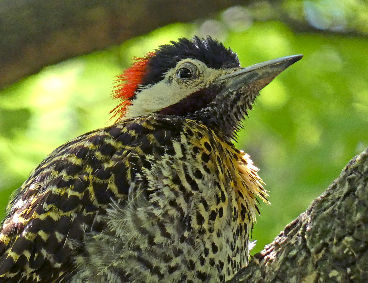 Foto Carpintero Real Común