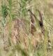Lepus europaeus