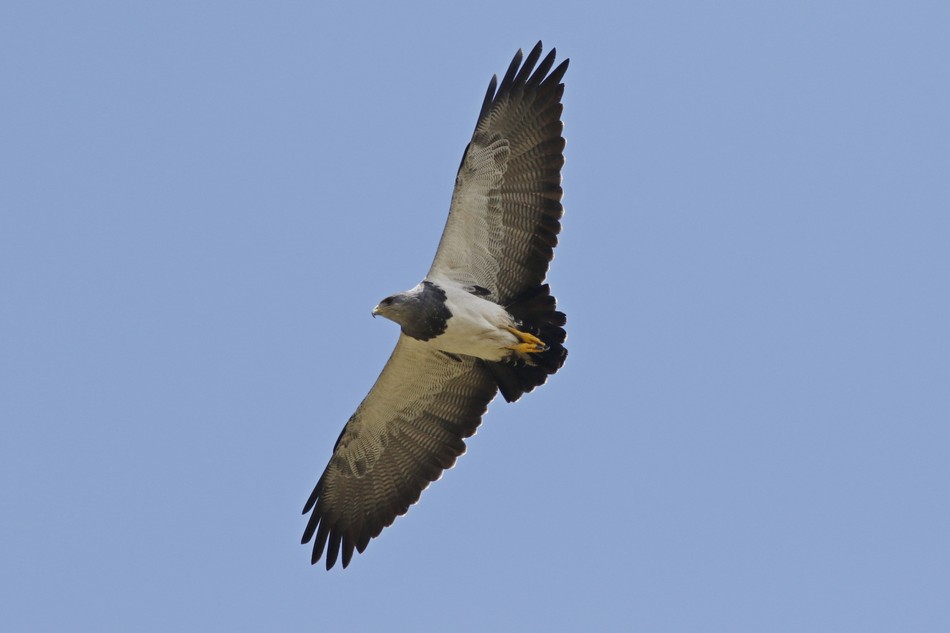 Photo Águila Mora