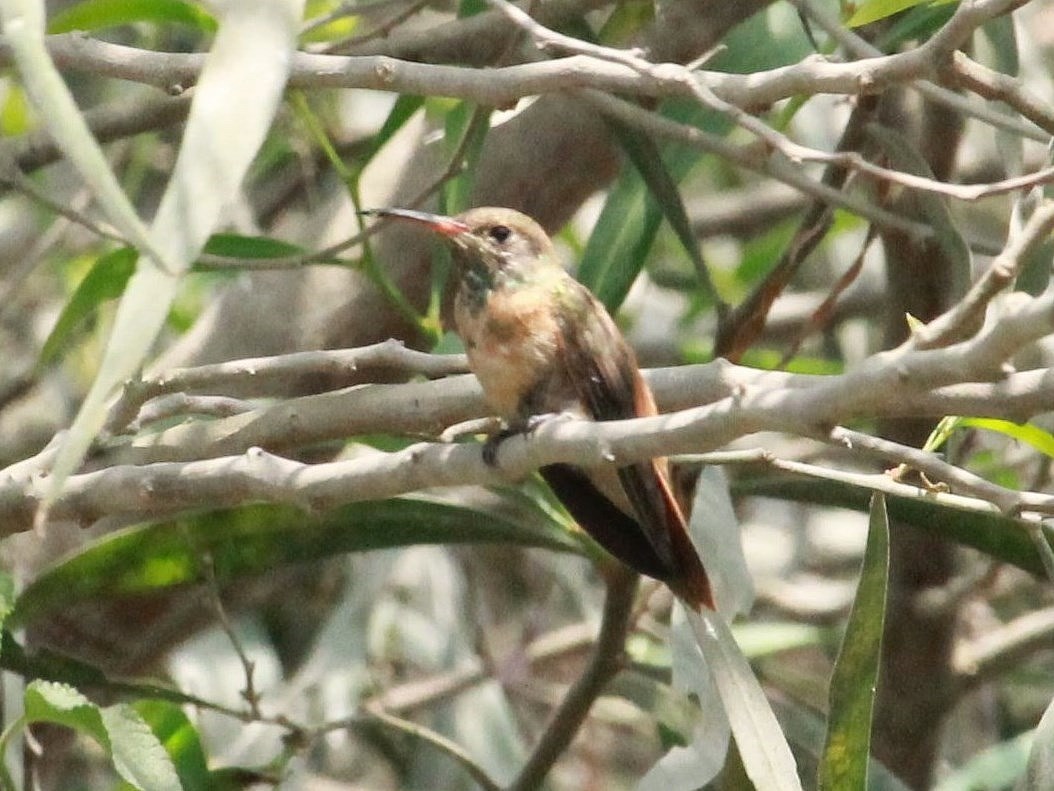 Foto Amazilia Costeña