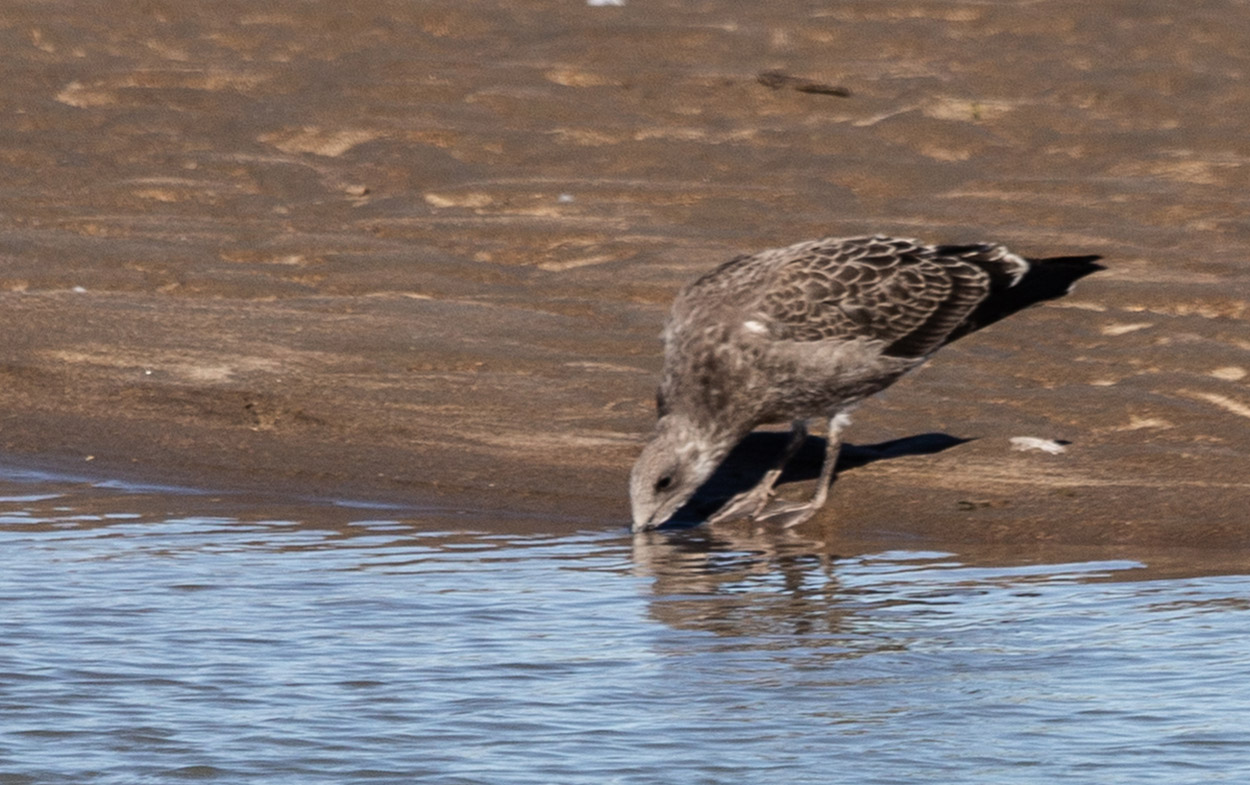 Foto Gaviota Cocinera