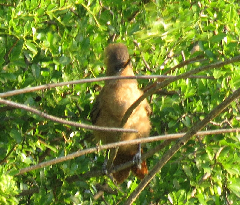 Foto Cacholote Castaño