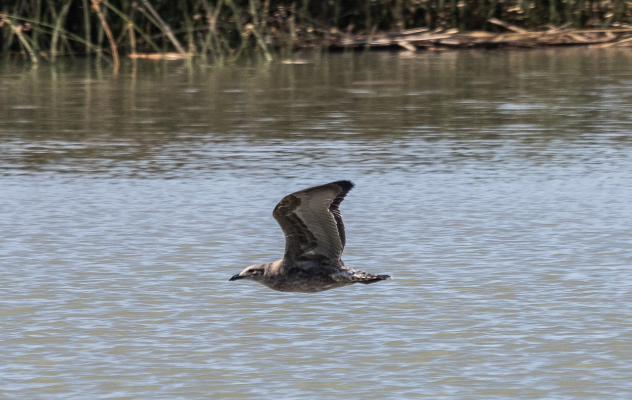 Foto Gaviota Cocinera
