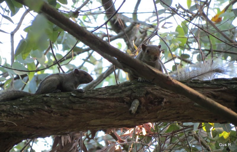 Foto Ardilla de Panza Roja