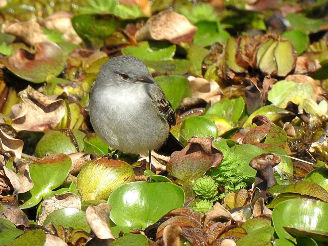 Foto Piojito Gris