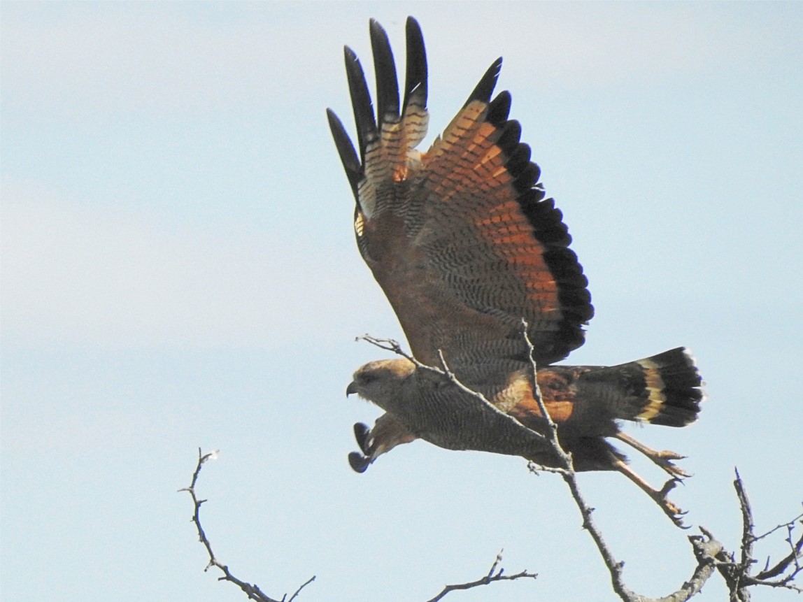 Foto Aguilucho Colorado