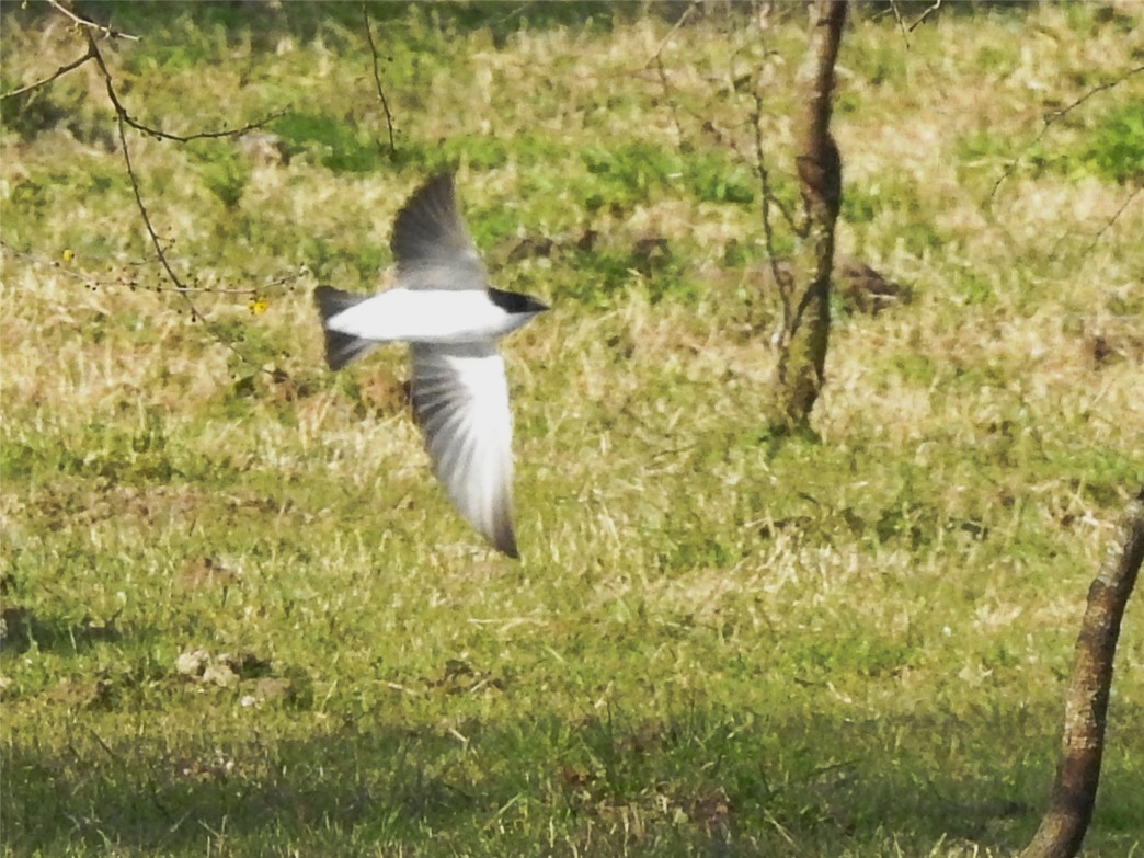 Foto Golondrina Ceja Blanca