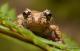 Batrachyla leptopus