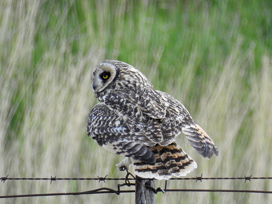 Photo Lechuzón Campestre