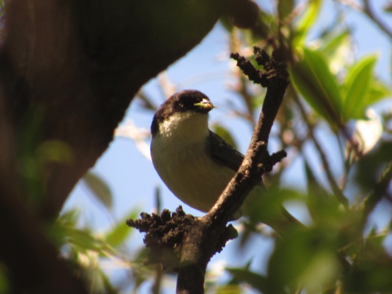 Foto Monterita Cabeza Negra