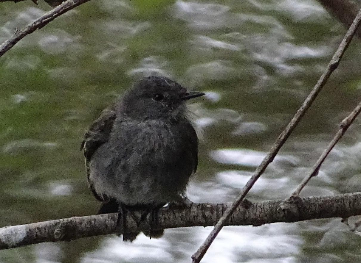 Foto Piojito Gris