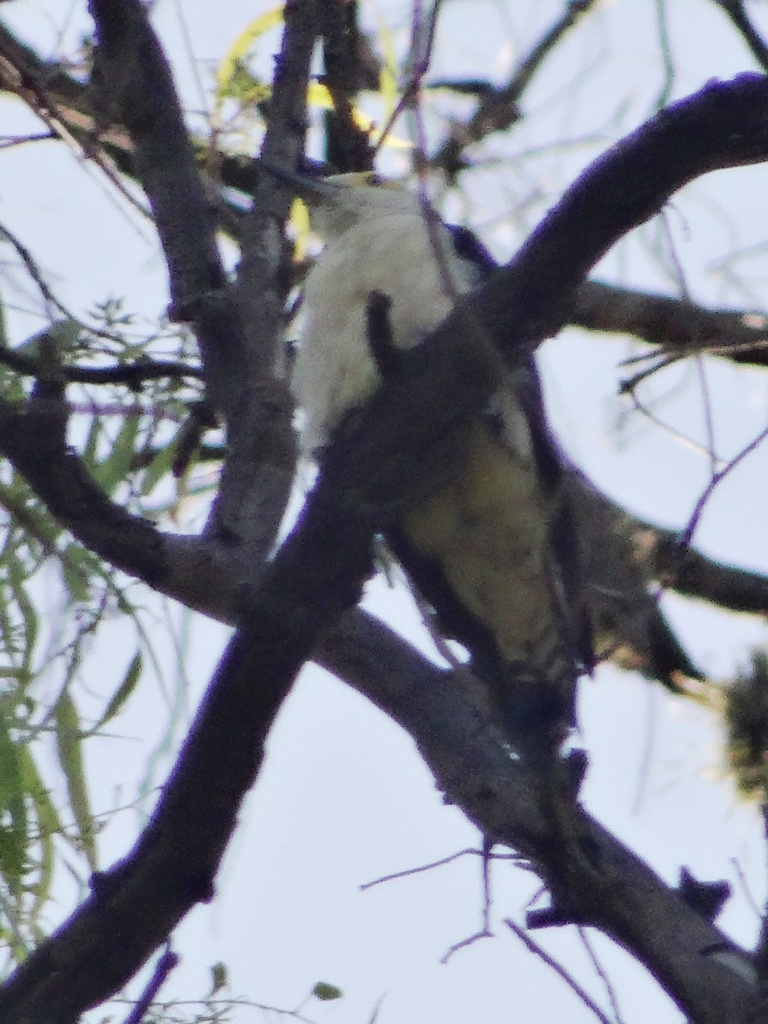 Foto Carpintero Blanco