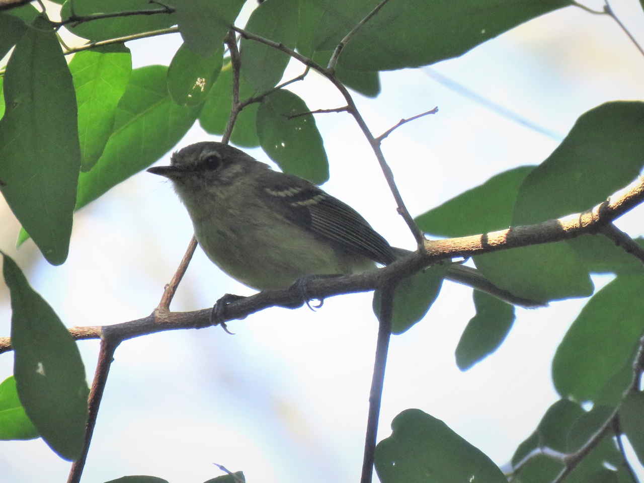Foto Mosqueta Común