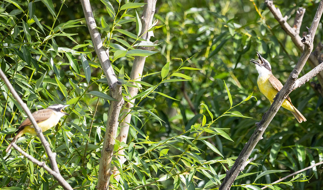 Photo Benteveo Común