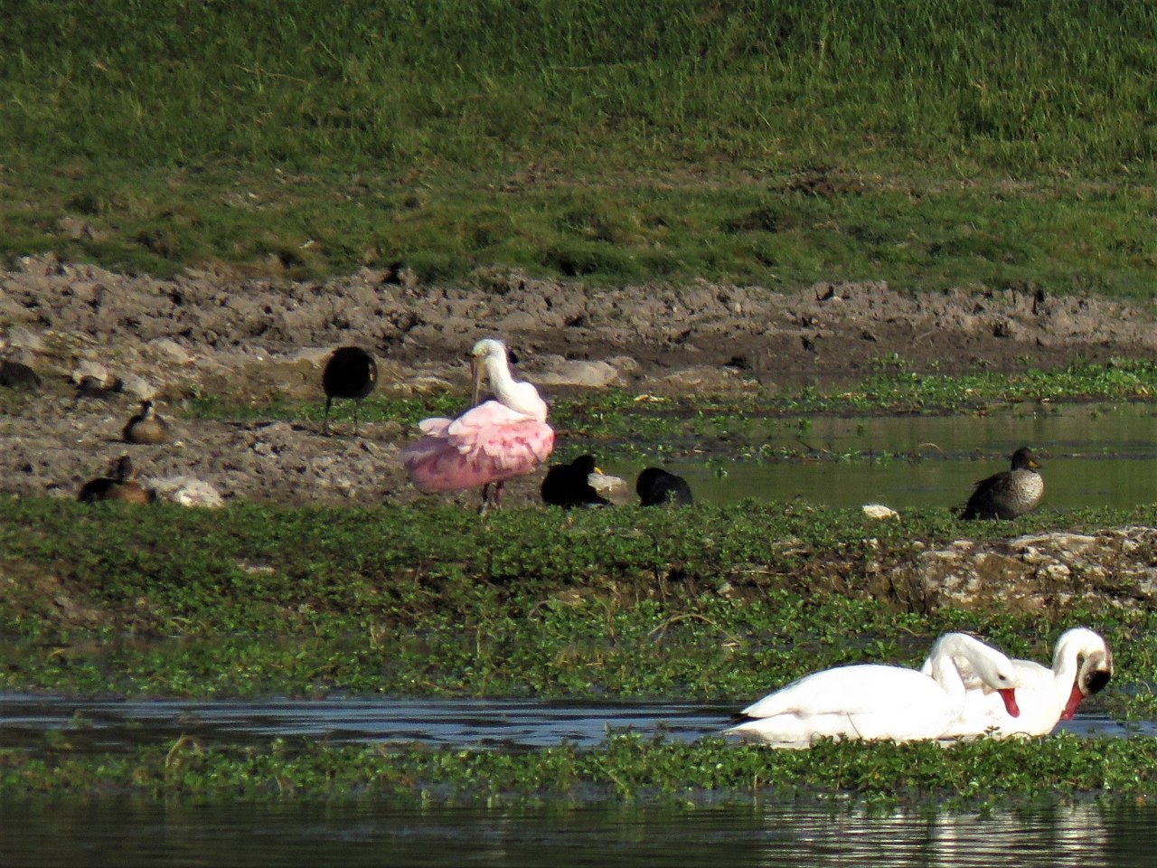 Photo Espátula Rosada