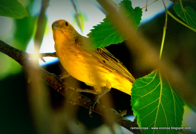 Foto Jilguero Dorado