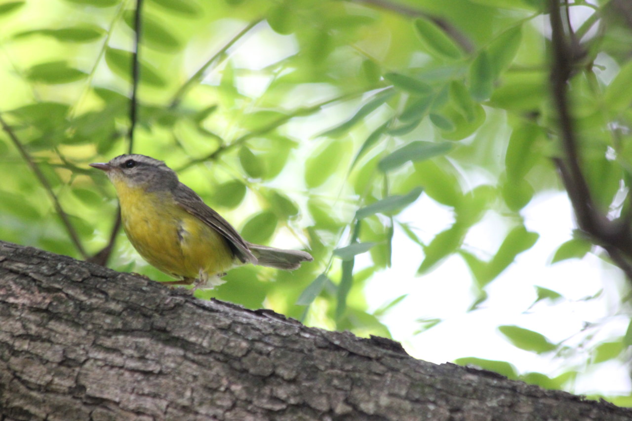 Photo Arañero Coronado Chico