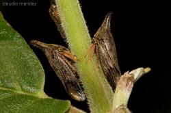  (Calloconophora furcata)