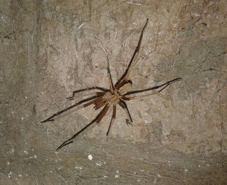 Foto Araña de los Timbres