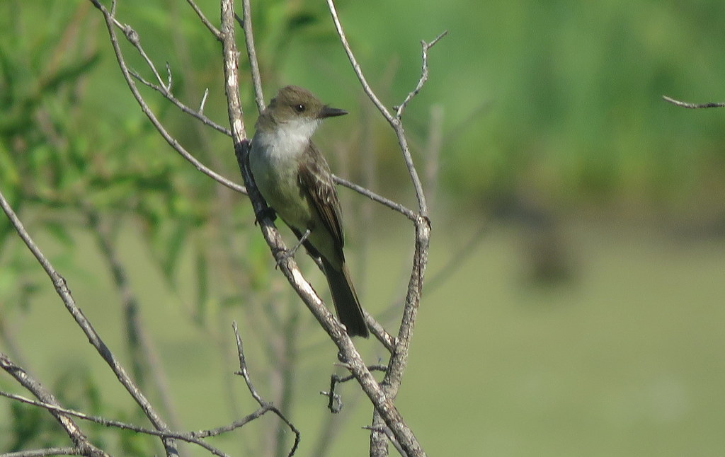 Photo Burlisto Pico Canela