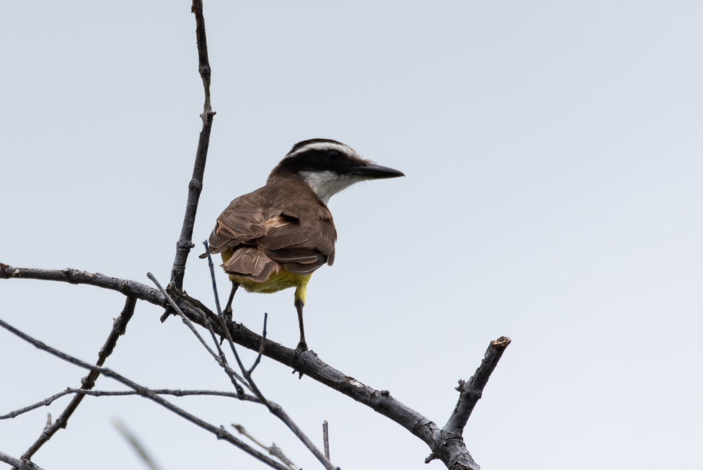 Photo Benteveo Común