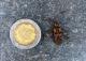 Leptoglossus occidentalis