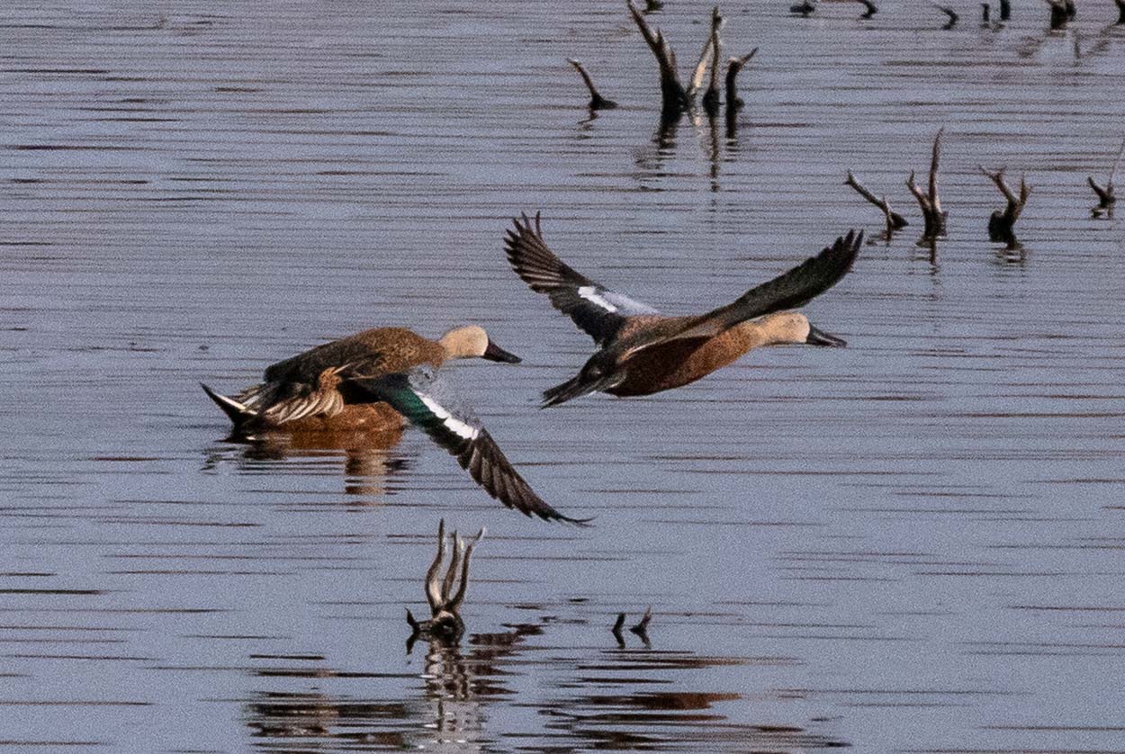Photo Pato Cuchara