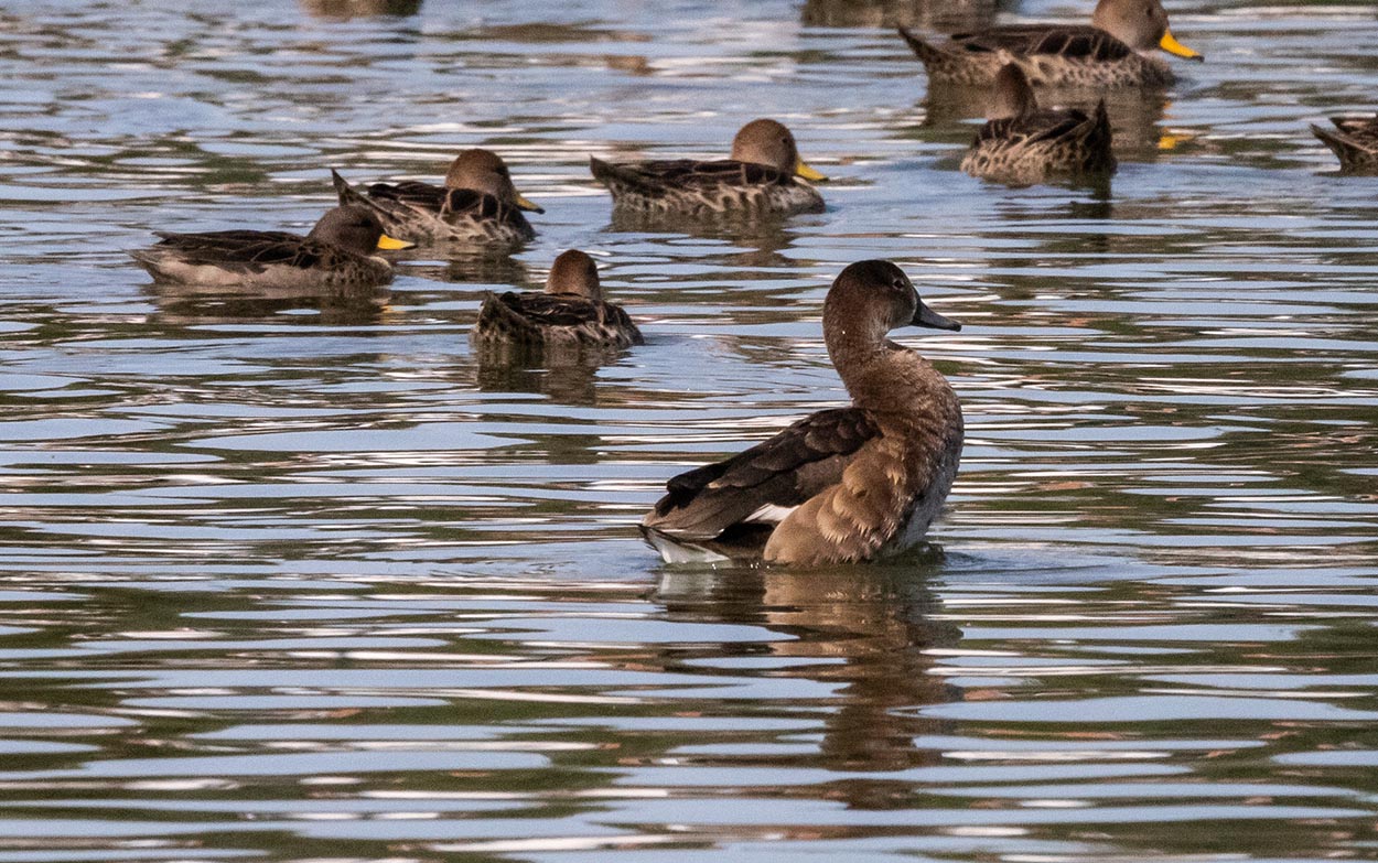 Photo Pato Cabeza Negra