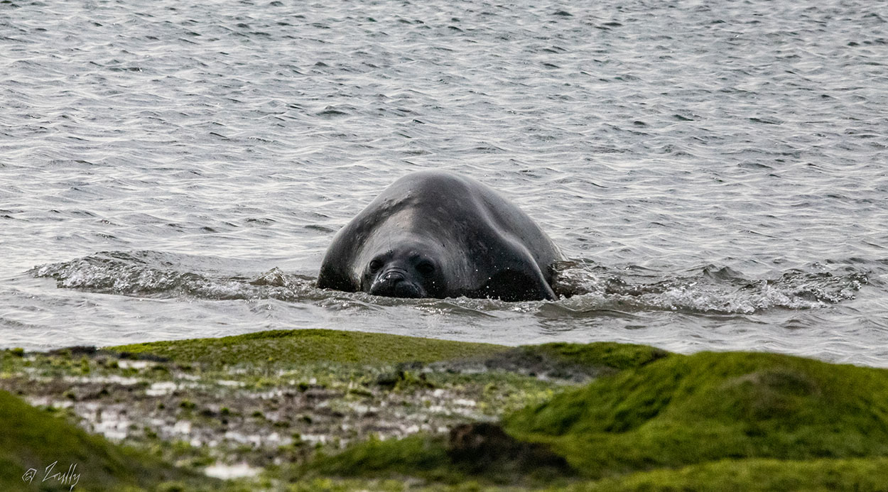 Photo Elefante Marino del Sur