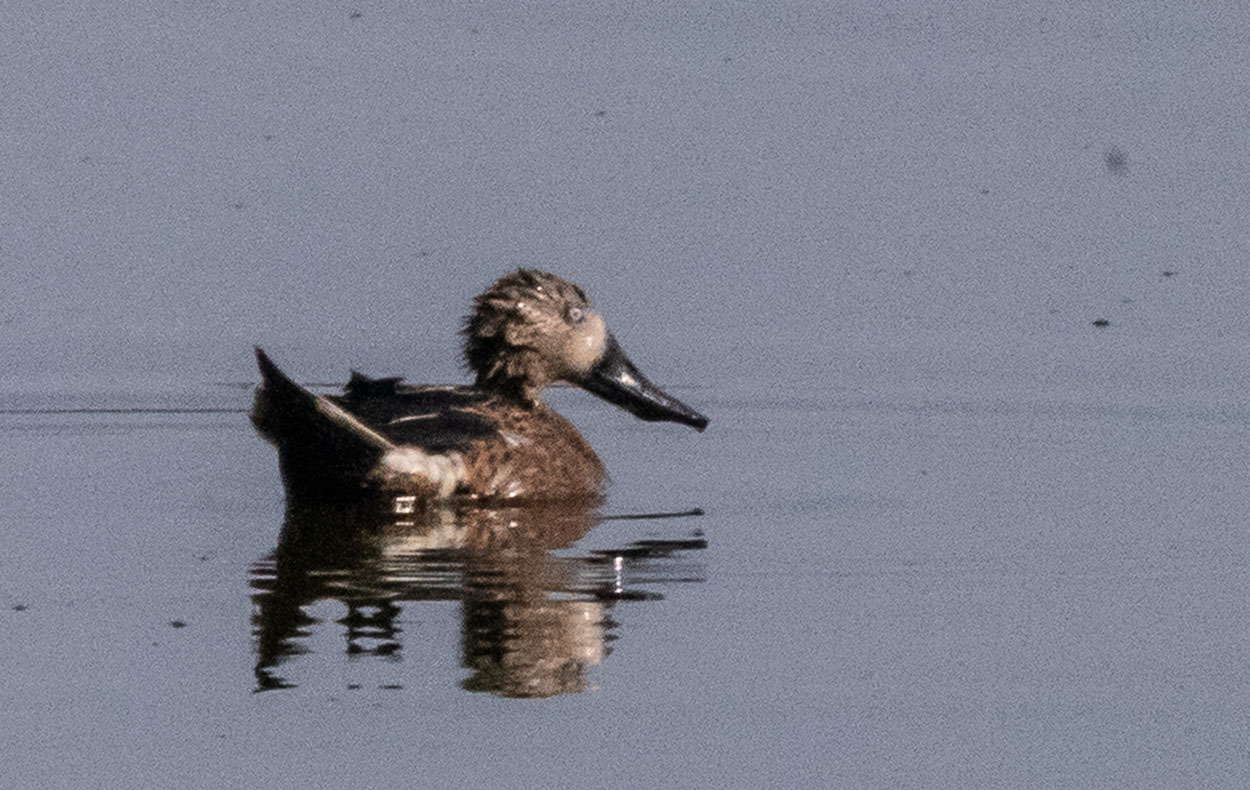 Photo Pato Cuchara
