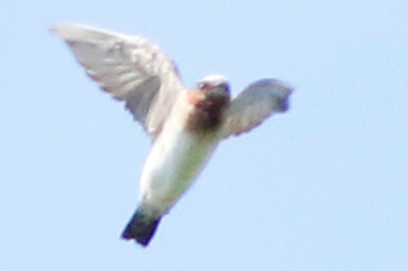 Photo Golondrina Rabadilla Canela